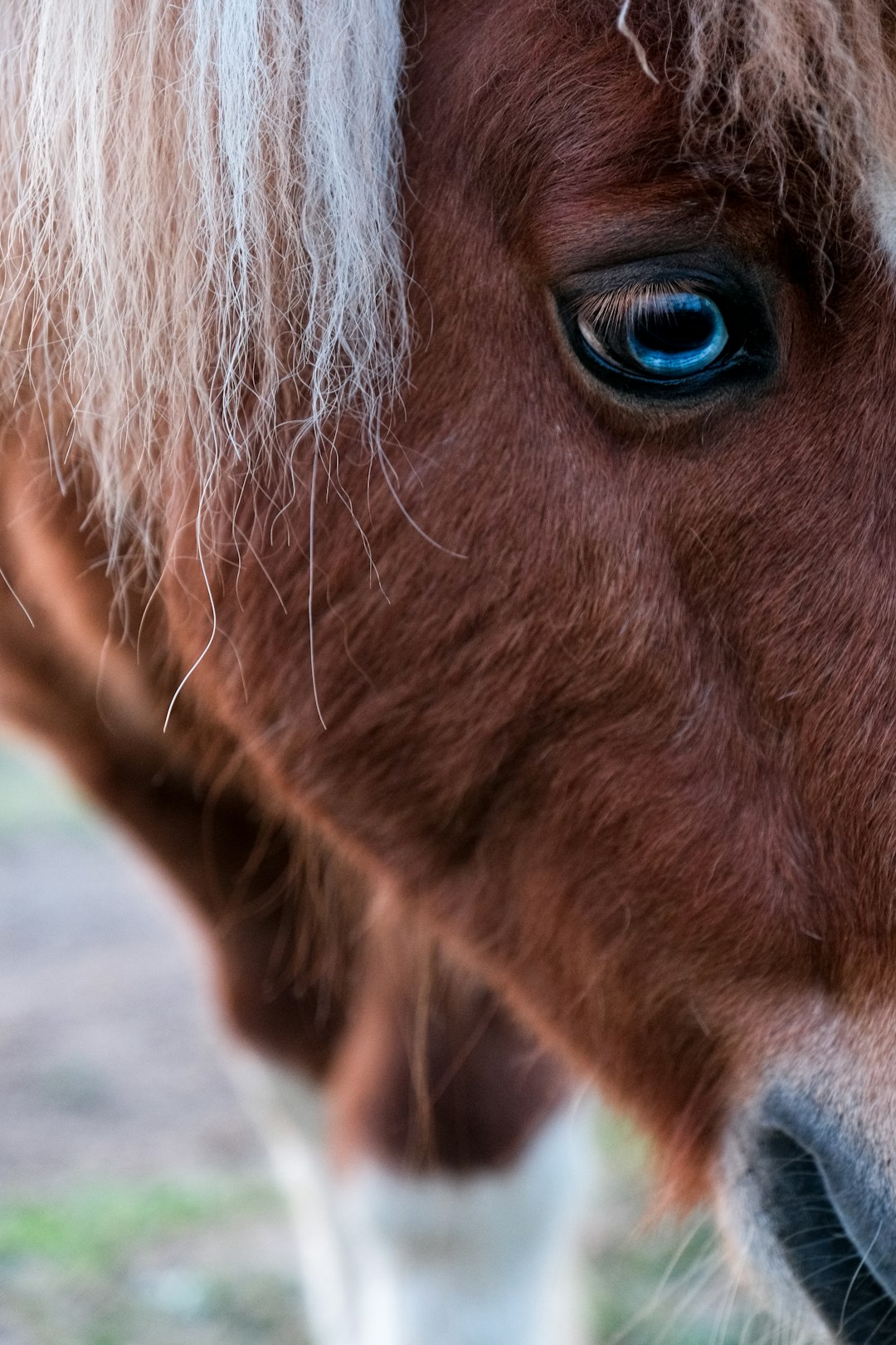 Best “A Little Horse” NYT Crossword Clue Answer and Explanation
