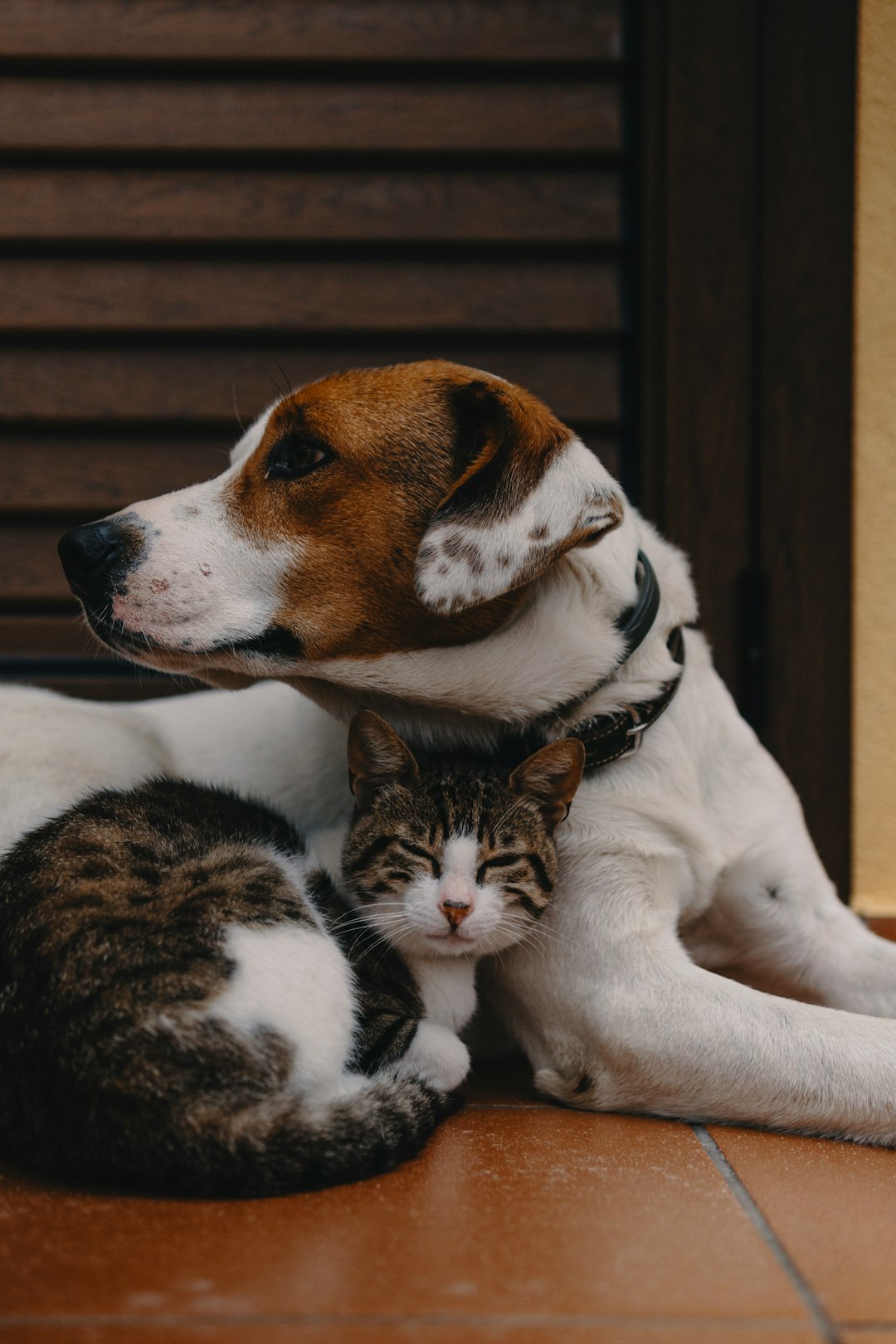Pet Resource Center: Petco vs PetSmart for Finding Pet Care Resources